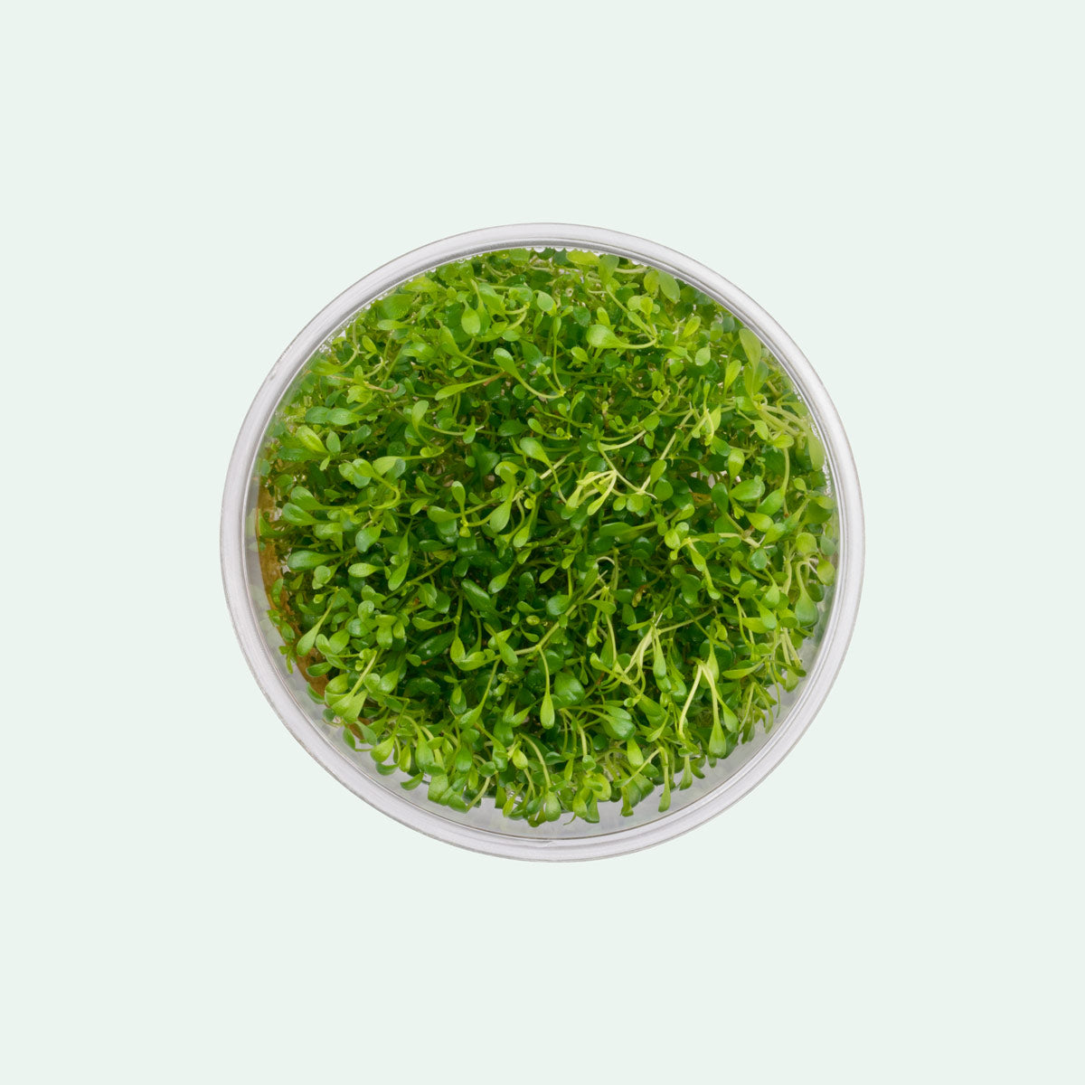 Glossostigma Elatinoides - Glass Aqua