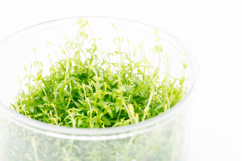 Shop Gratiola Viscidula Aquatic Plants - Glass Aqua