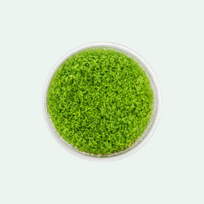 Hemianthus Callitrichoides ‘Cuba' - Glass Aqua