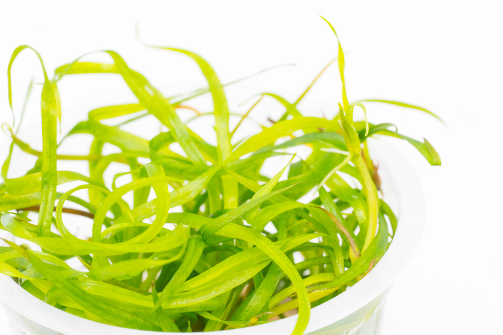Shop Helanthium Tenellum Aquatic Plants - Glass Aqua