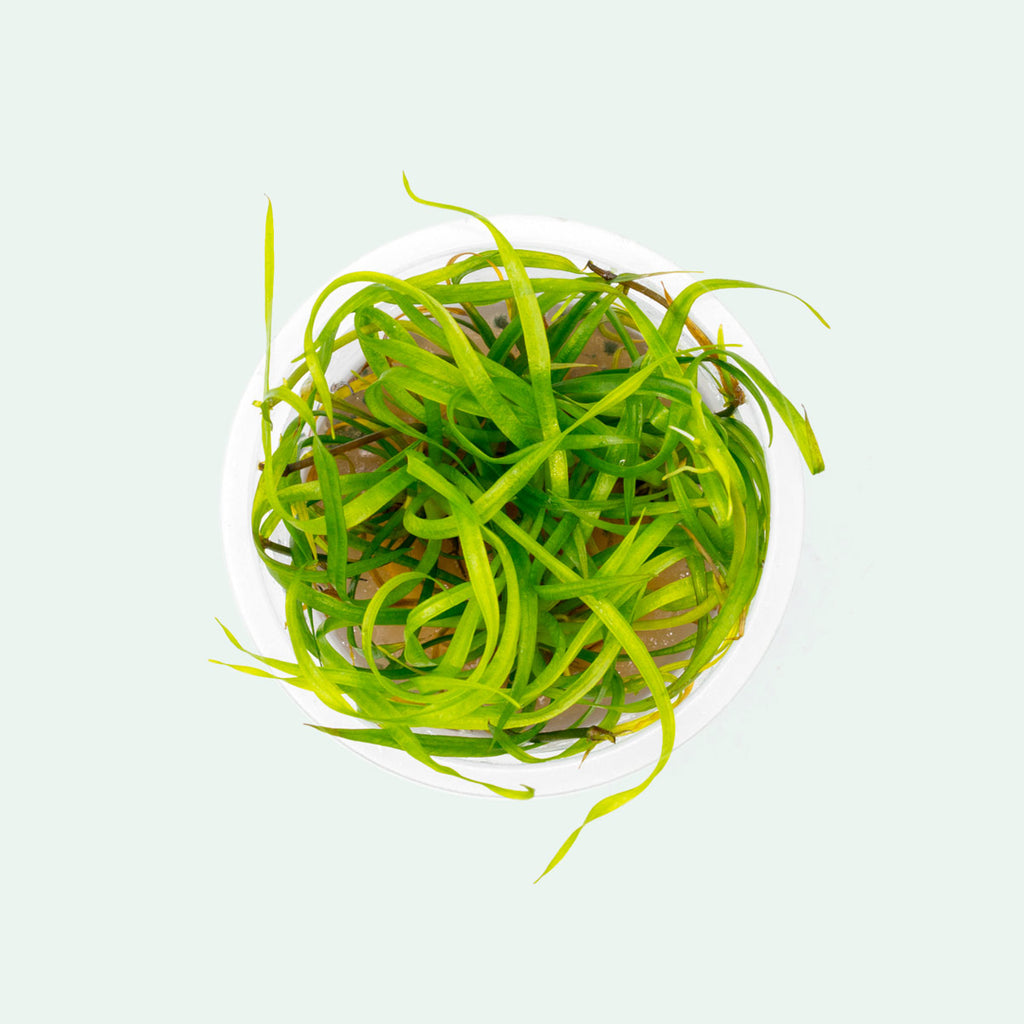 Shop Helanthium Tenellum Aquatic Plants - Glass Aqua