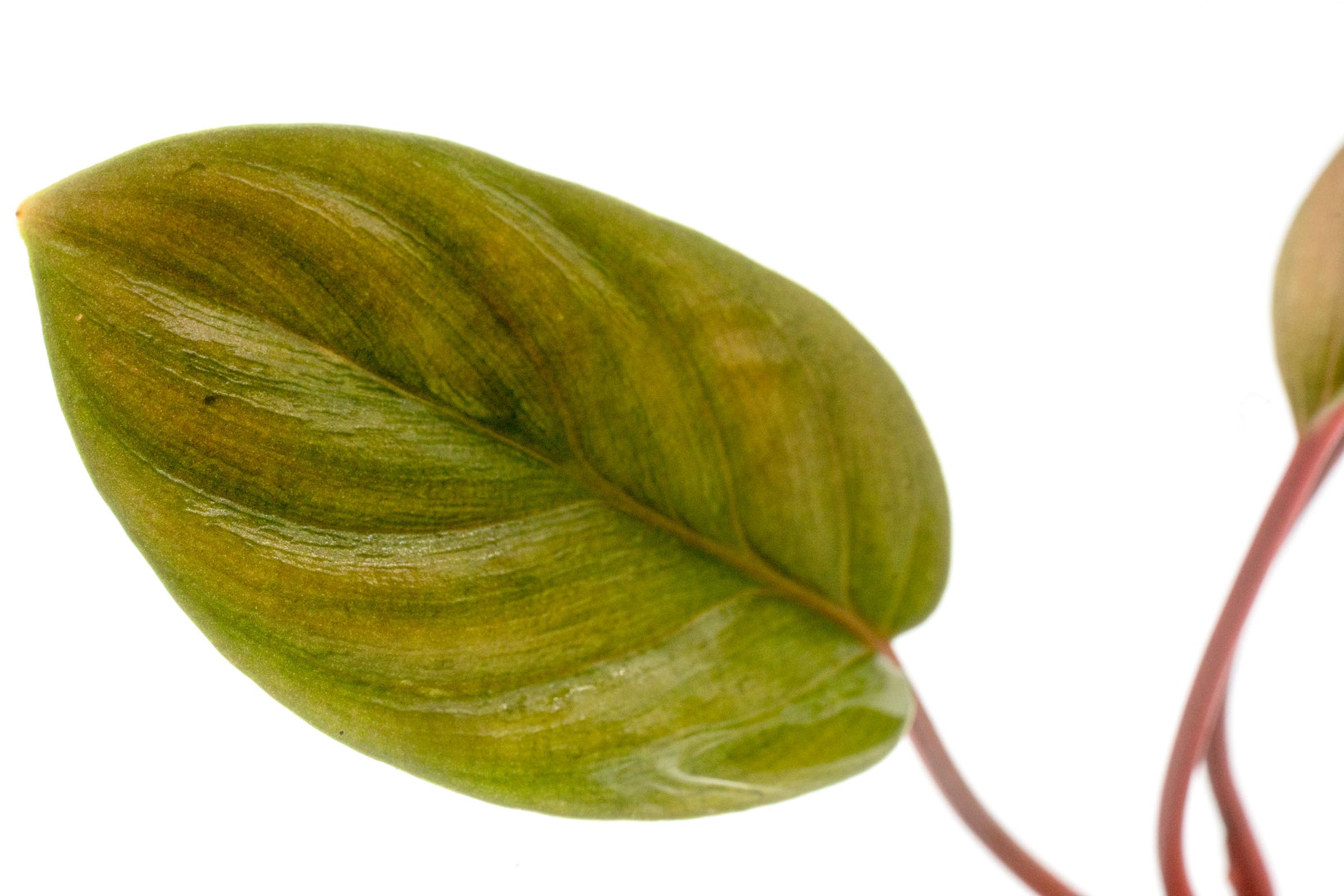 Shop Homalomena Humilis Aquatic Plants - Glass Aqua