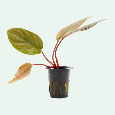 Shop Homalomena Humilis Aquatic Plants - Glass Aqua