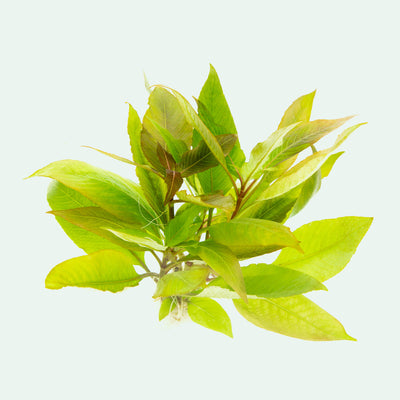 Shop Hygrophila Compact Aquatic Plants - Glass Aqua