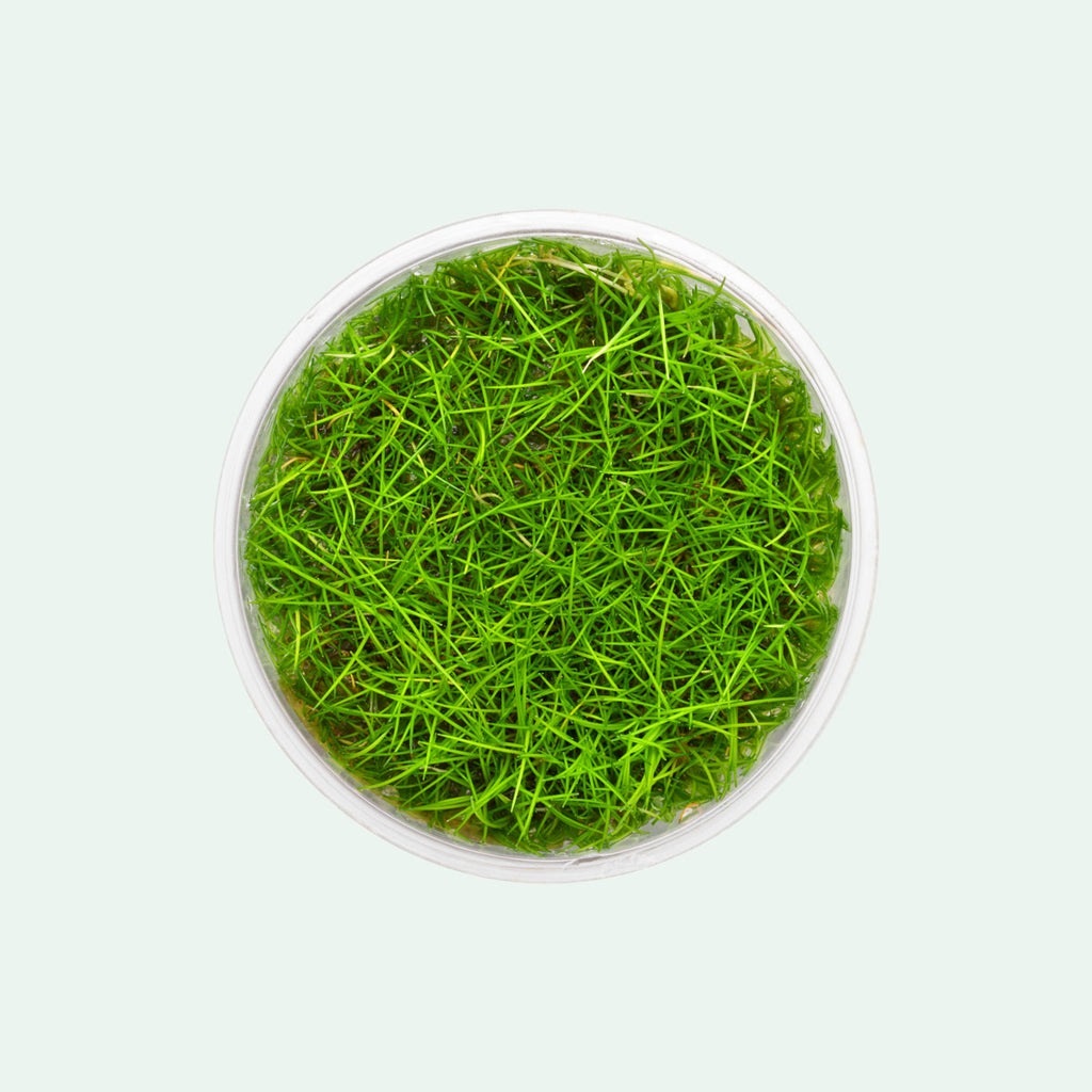 Eleocharis Parvula Mini - Glass Aqua