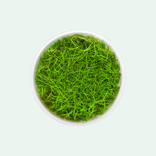 Eleocharis Parvula Mini - Glass Aqua