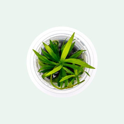 Helanthium Bolivianum Tissue Culture Aquatic Plant