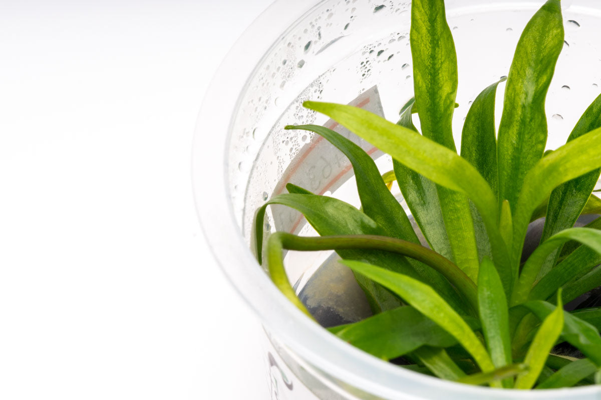 Helanthium Bolivianum Tissue Culture Aquatic Plant