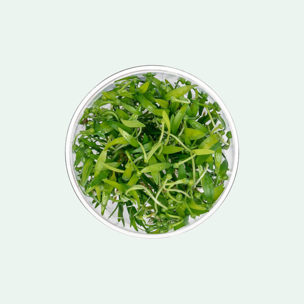 Helanthium Tenellus Broad Leaf | Low Tech Carpet Plant - Glass Aqua