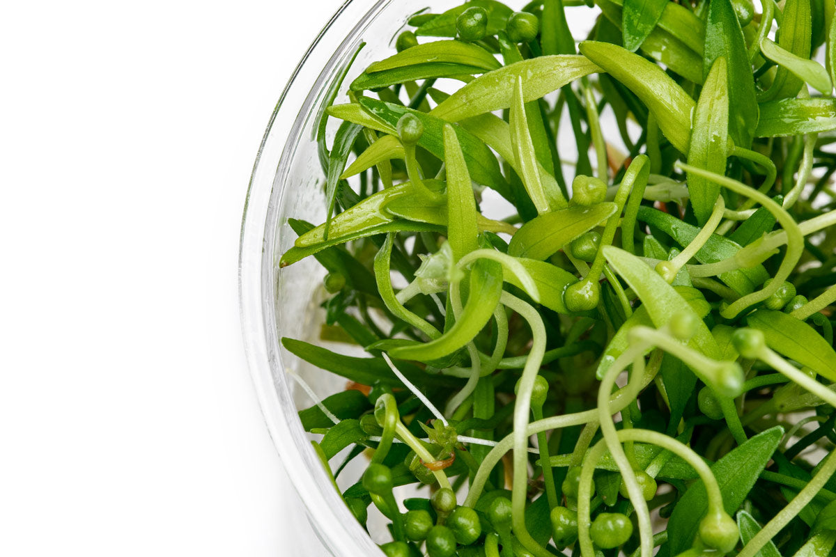 Helanthium Tenellus Broad Leaf Tissue Culture | Aquatic Plants - Glass Aqua