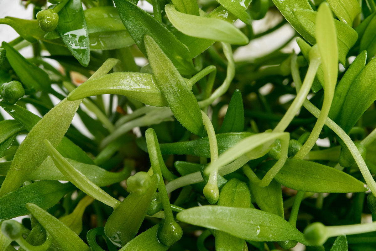Helanthium Tenellus Broad Leaf Tissue Culture | Aquatic Plants - Glass Aqua