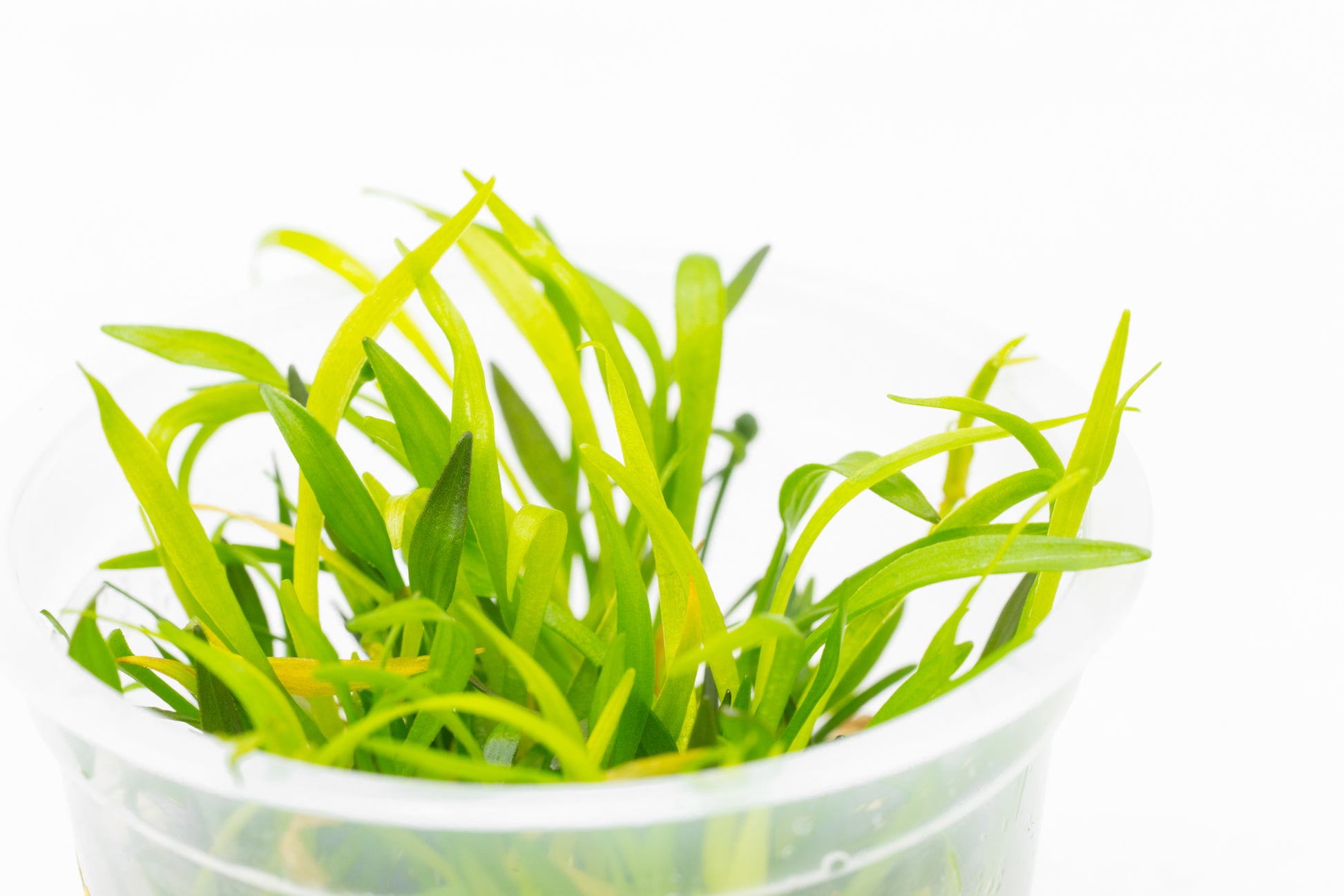 Shop Helanthium Vesuvius Aquatic Plants - Glass Aqua