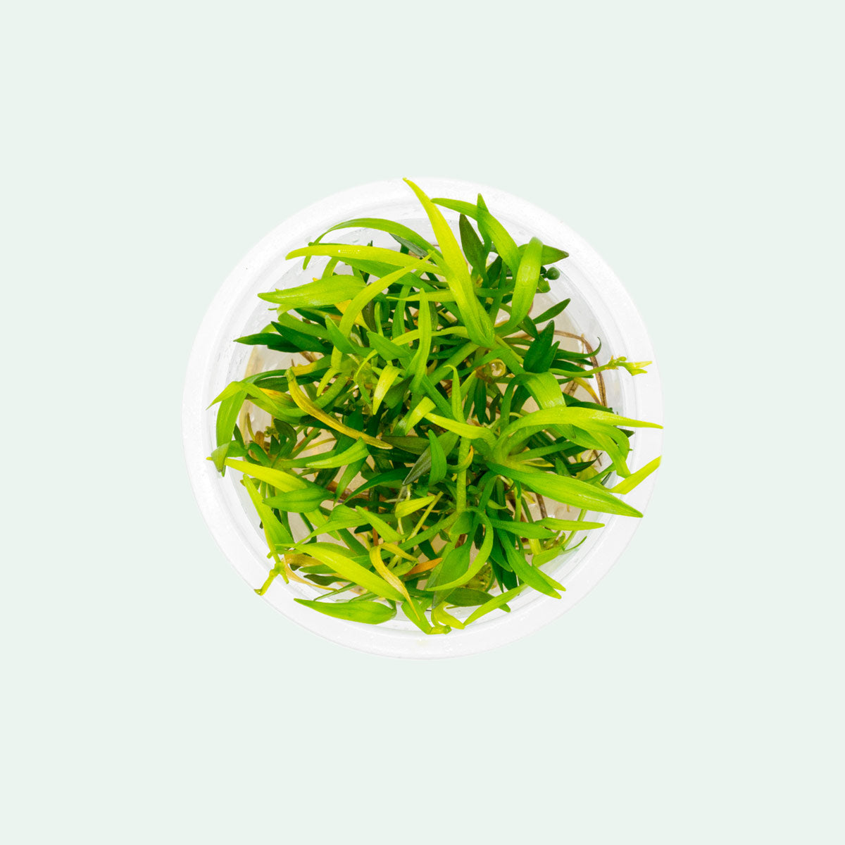 Shop Helanthium Vesuvius Aquatic Plants - Glass Aqua