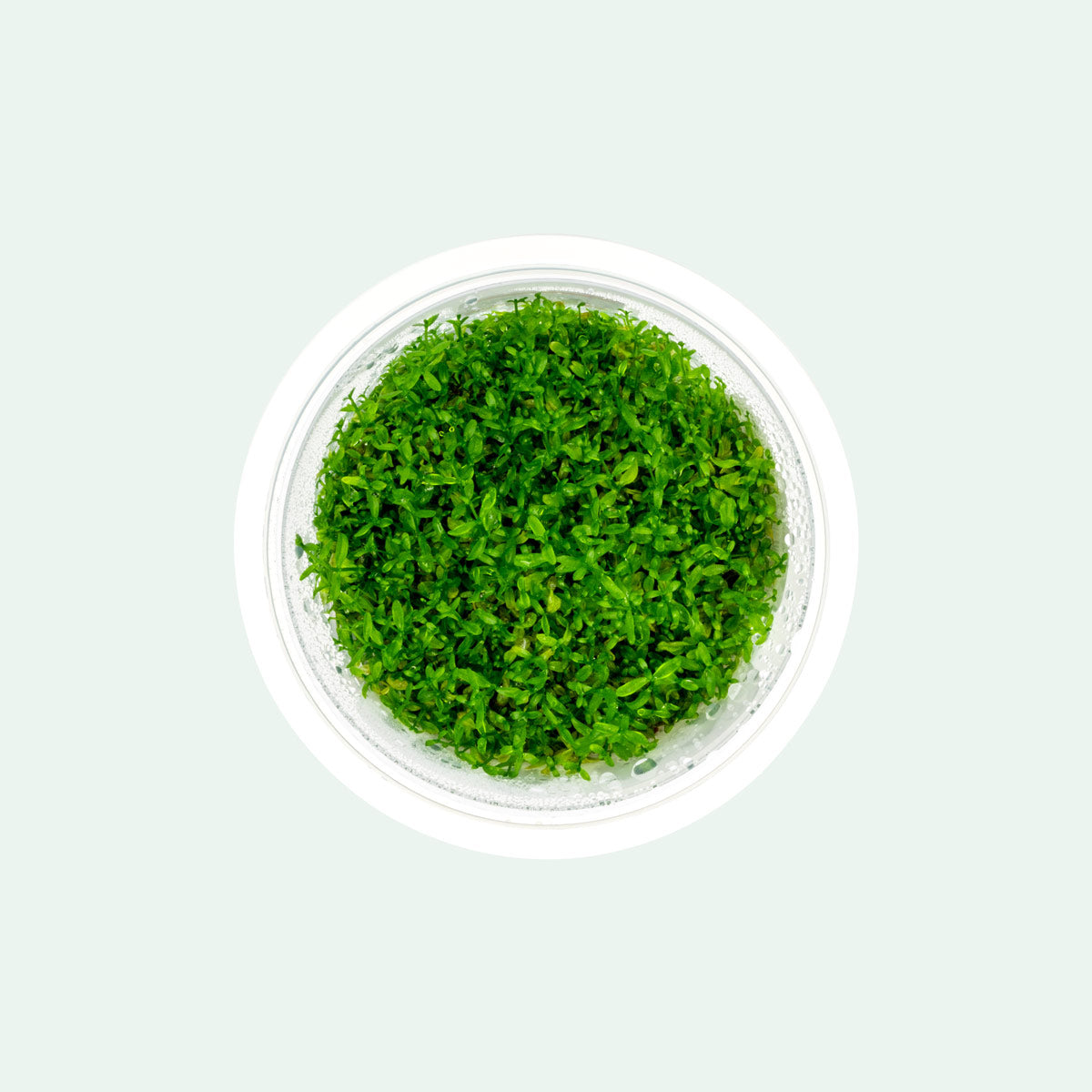 Hemianthus Micranthemoides Tissue Culture - Glass Aqua