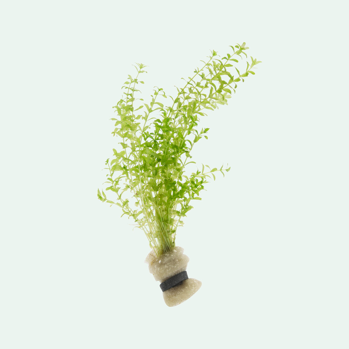 Hemianthus Micranthemoides - Glass Aqua