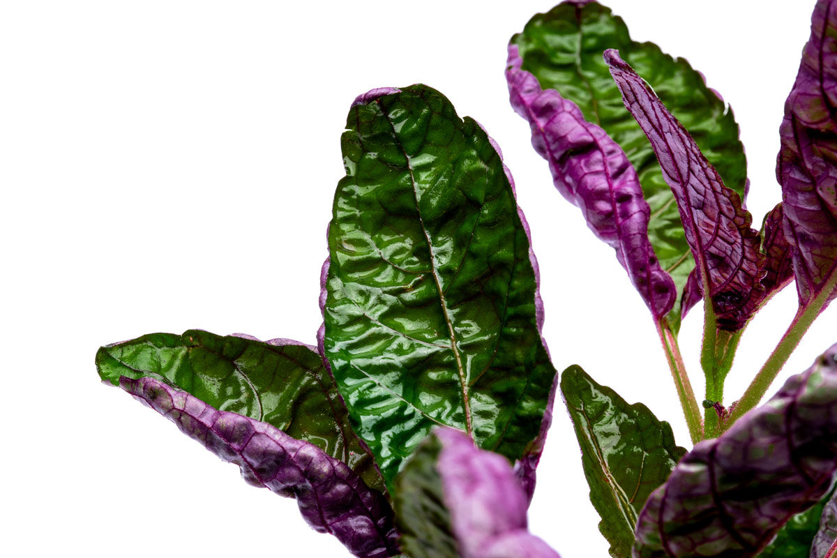Hemigraphis Exotica Purple Waffle | Shop Terrarium Plants - Glass Aqua