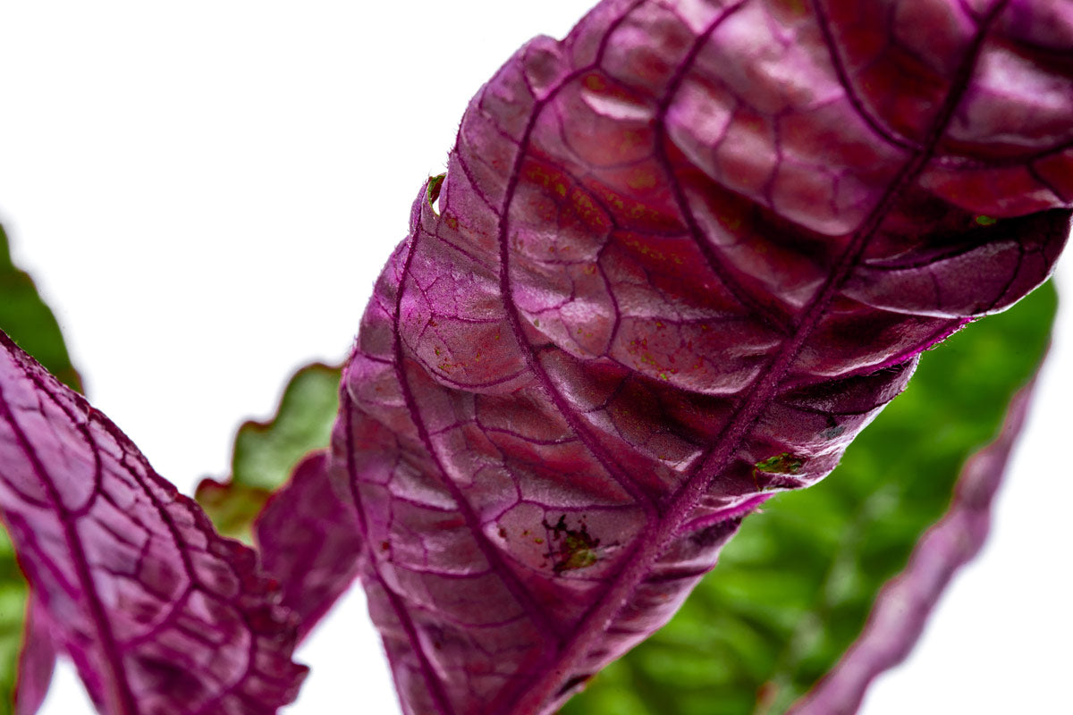 Hemigraphis Exotica Purple Waffle | Shop Terrarium Plants - Glass Aqua