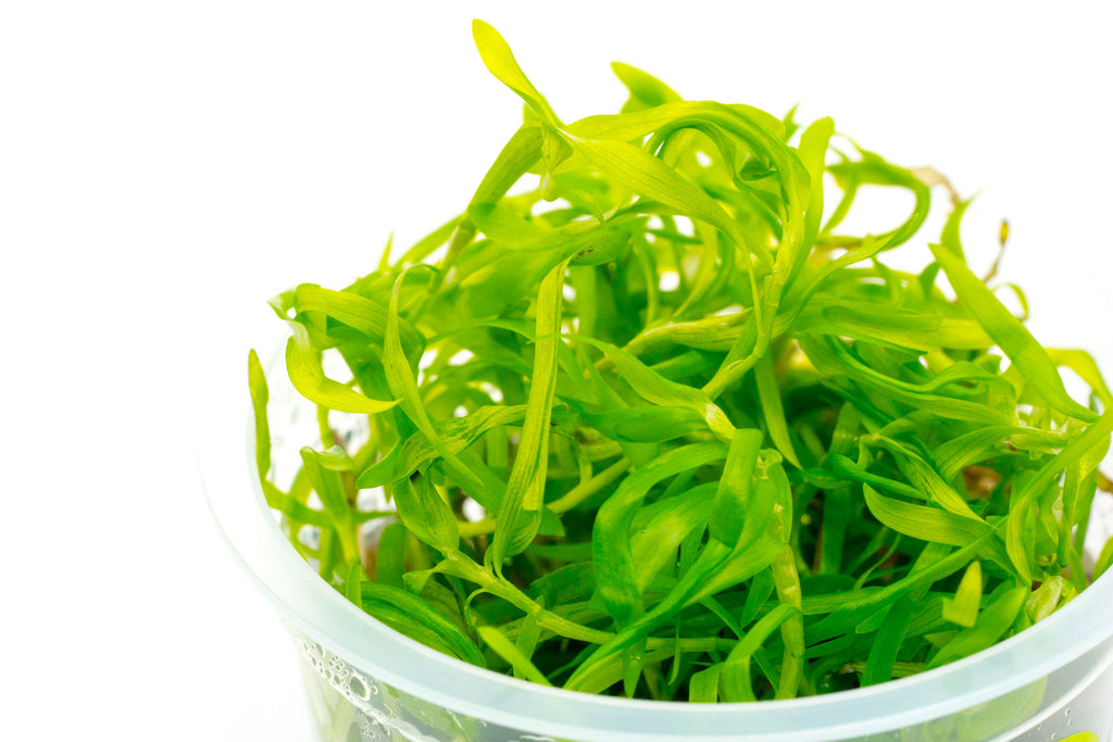 Shop Heteranthera Zosterifolia Aquatic Plants - Glass Aqua