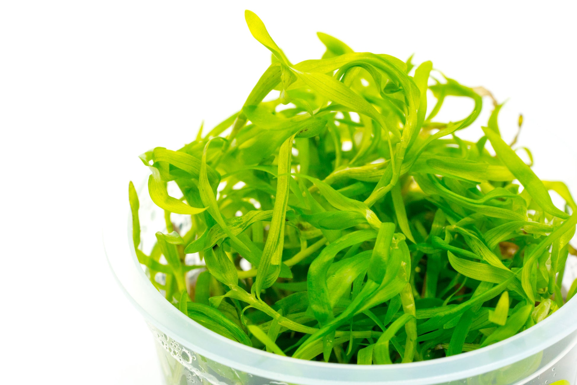 Shop Heteranthera Zosterifolia Aquatic Plants - Glass Aqua