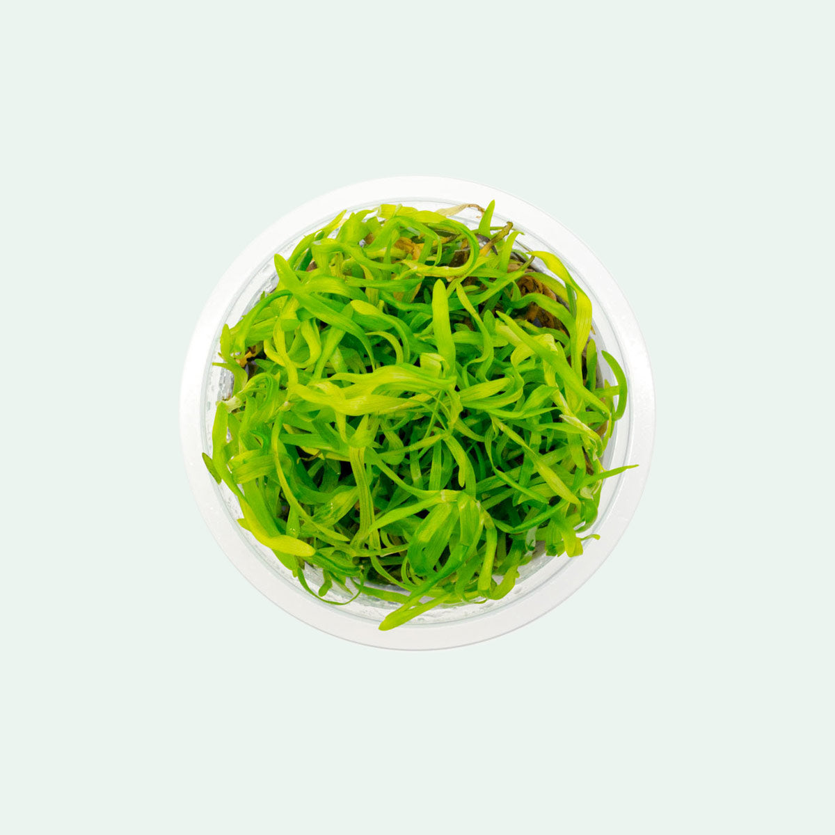 Shop Heteranthera Zosterifolia Aquatic Plants - Glass Aqua