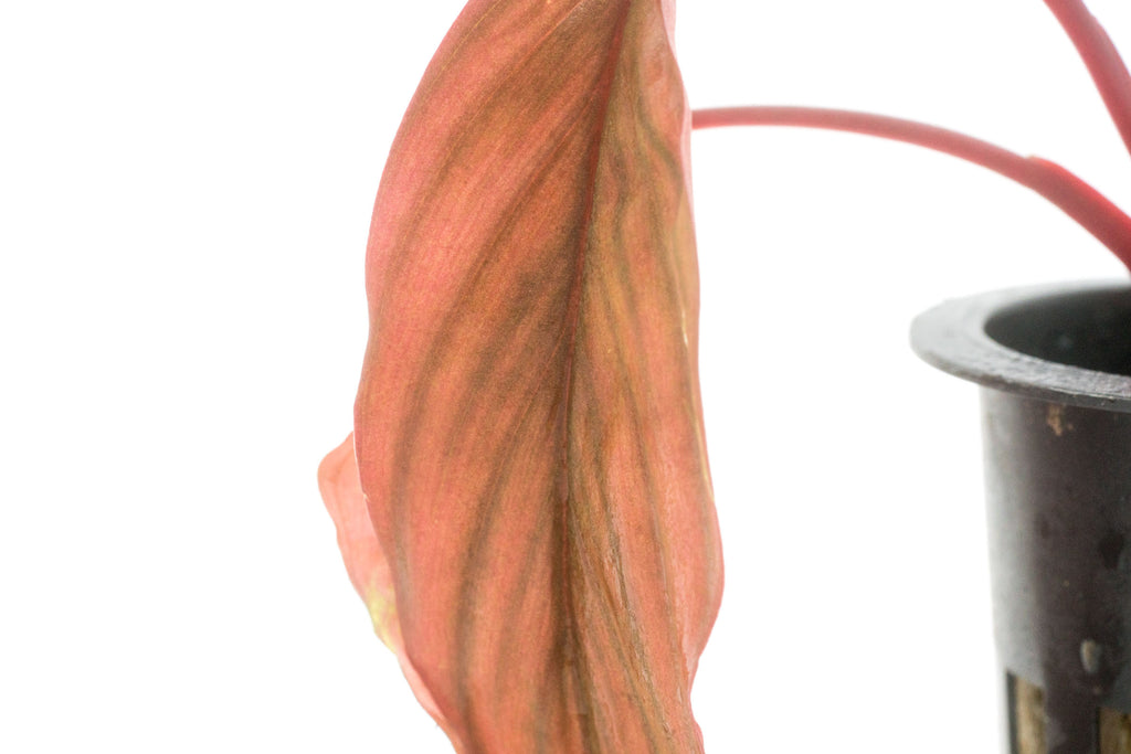 Shop Homalomena Insignis Aquatic Plants - Glass Aqua