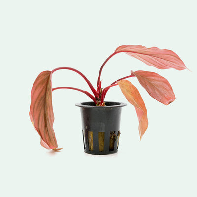 Shop Homalomena Insignis Aquatic Plants - Glass Aqua