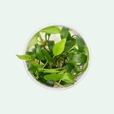 Homalomena Sekadau South - Glass Aqua