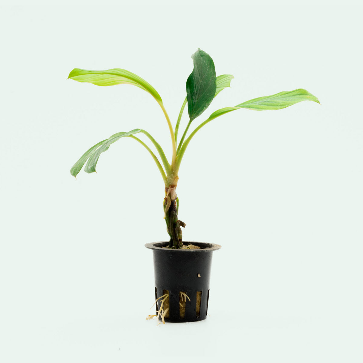Shop Homalomena Silver Aquatic Plants - Glass Aqua