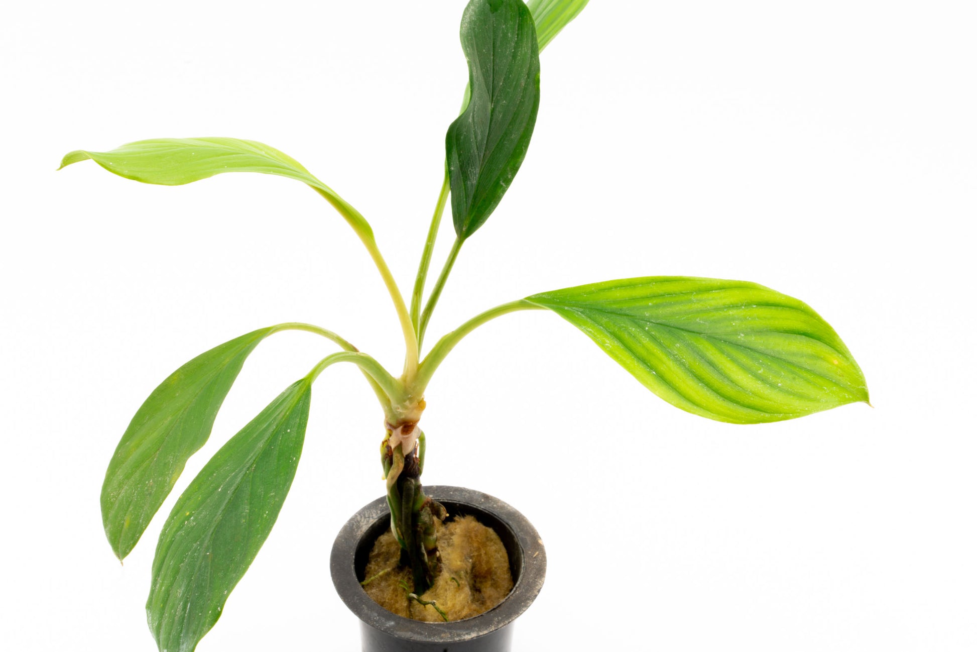 Shop Homalomena Silver Aquatic Plants - Glass Aqua