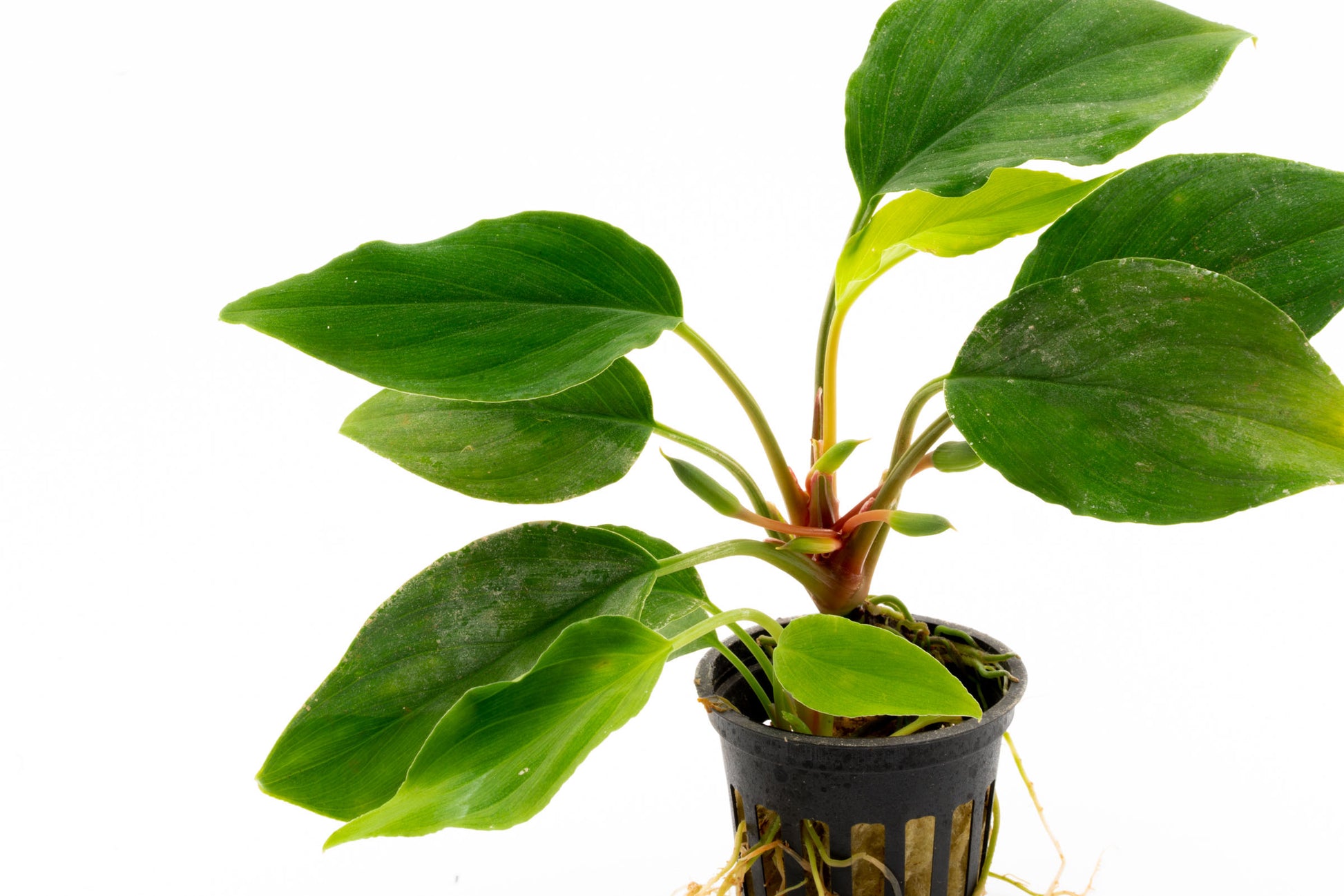 Shop Homalomena Sungai Aquatic Plants - Glass Aqua