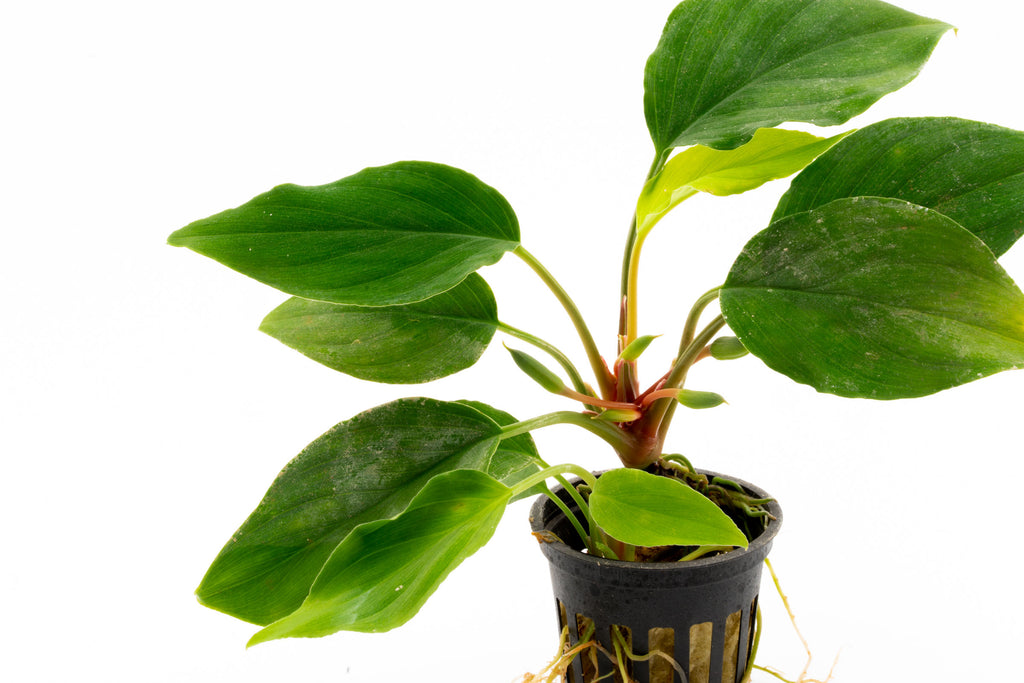 Shop Homalomena Sungai Aquatic Plants - Glass Aqua