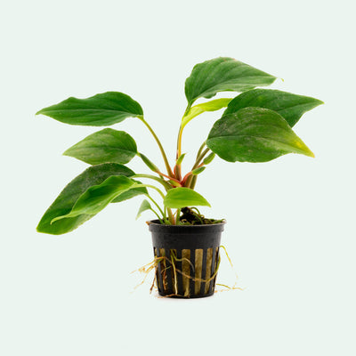 Shop Homalomena Sungai Aquatic Plants - Glass Aqua