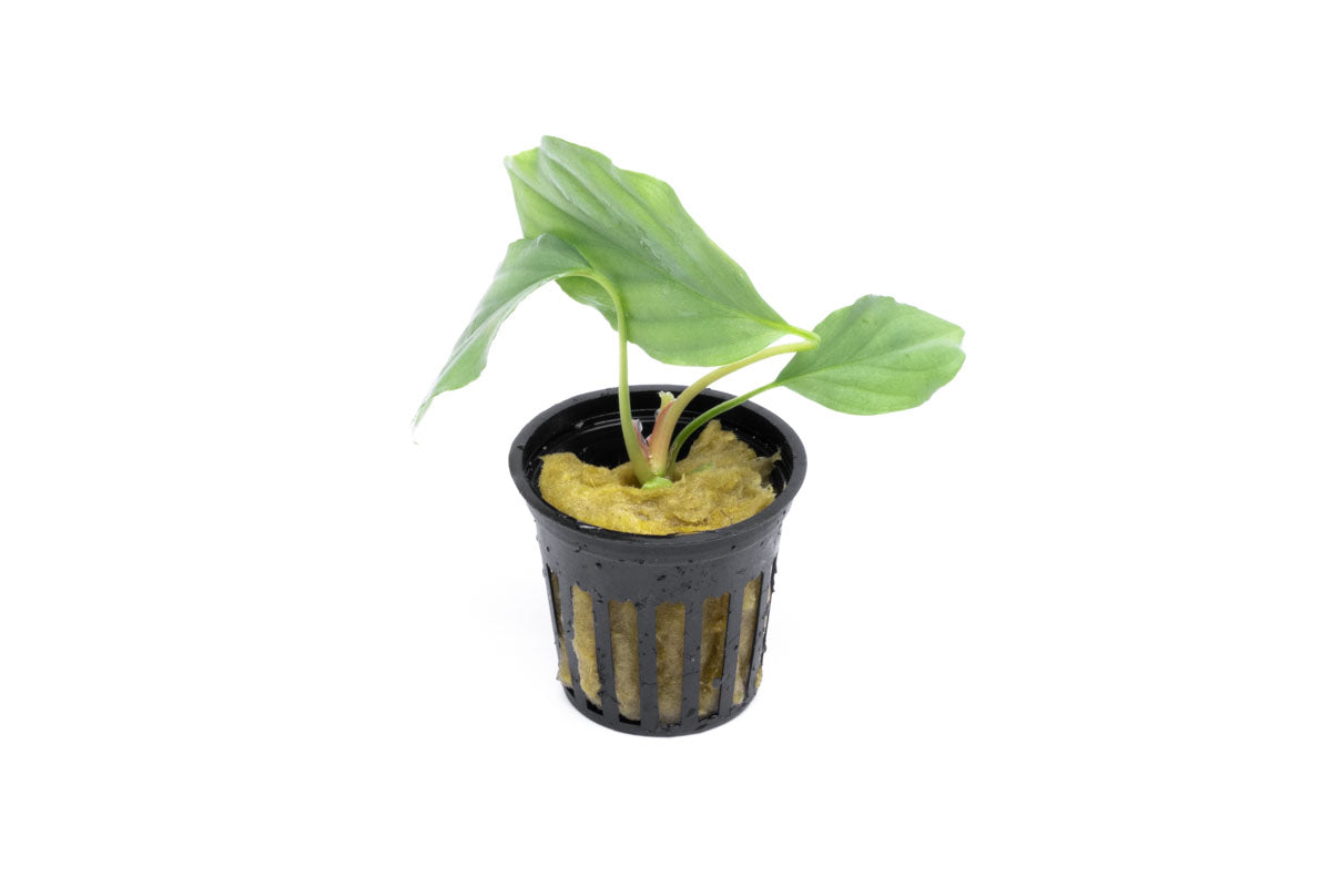 Shop Homalomena Silver Aquatic Plants - Glass Aqua