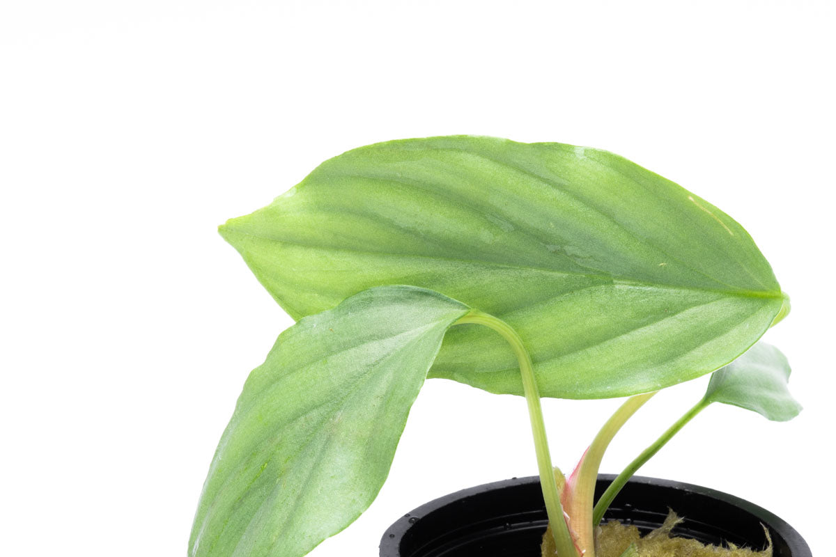 Shop Homalomena Silver Aquatic Plants - Glass Aqua