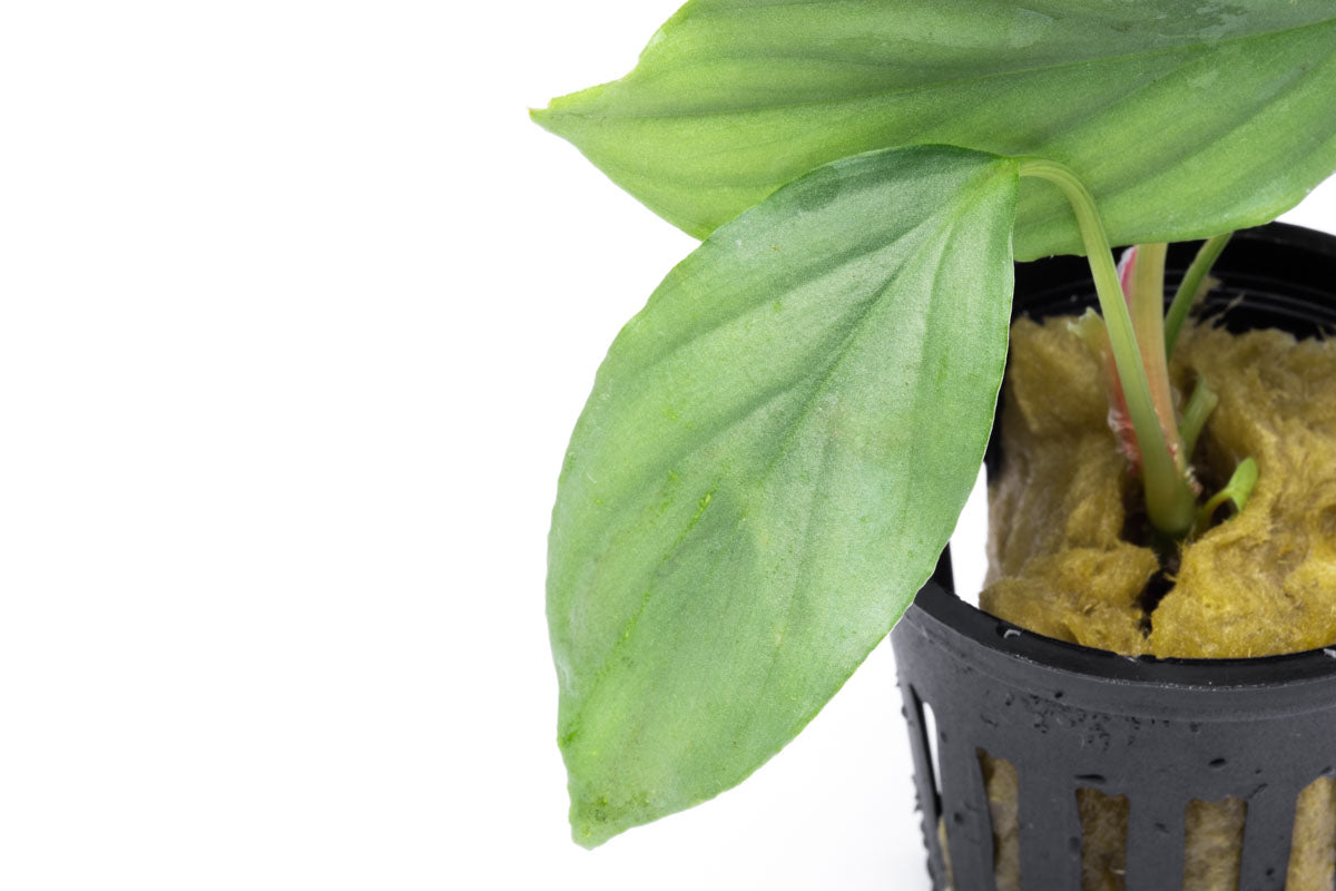 Shop Homalomena Silver Aquatic Plants - Glass Aqua
