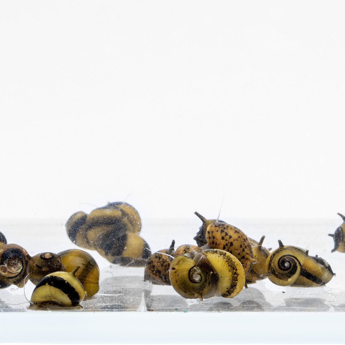 Horned Nerite Snail Aquarium Livestock