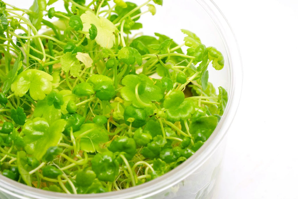 Hydrocotyle Sibthorpioides - Glass Aqua