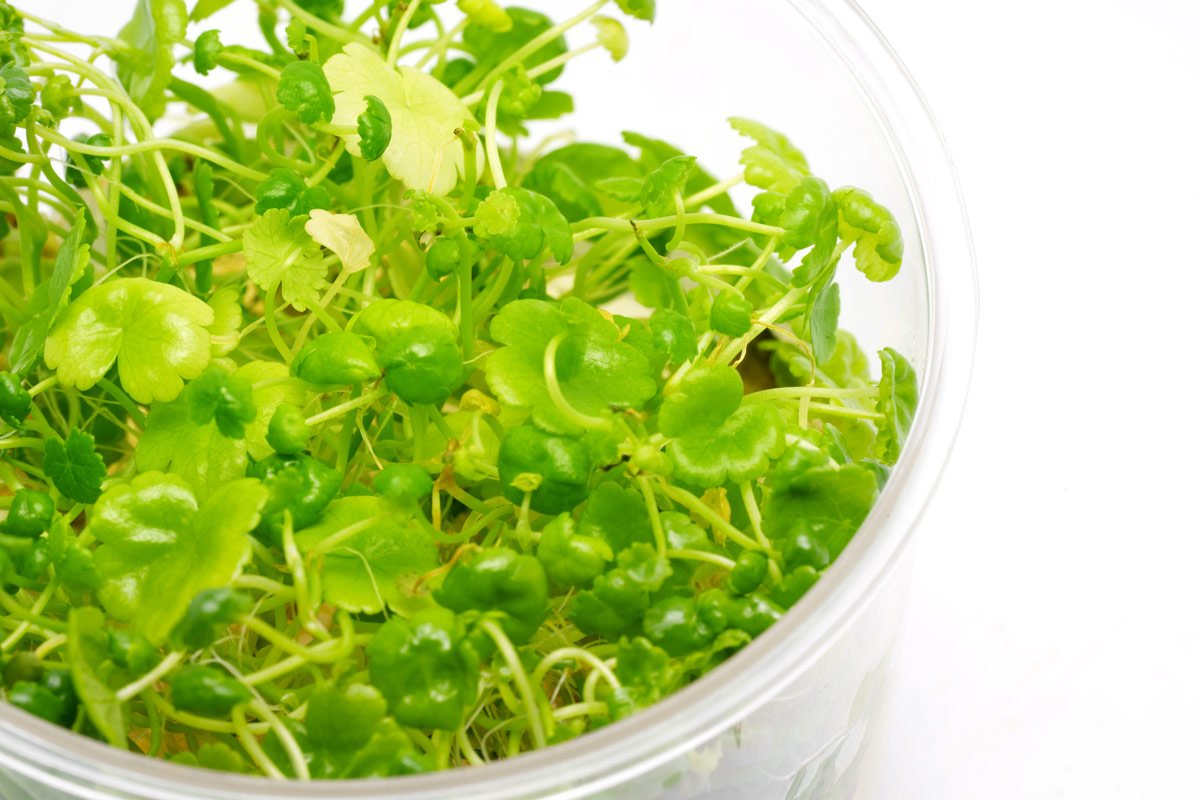 Hydrocotyle Sibthorpioides - Glass Aqua