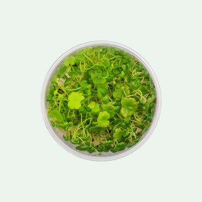 Hydrocotyle Sibthorpioides - Glass Aqua