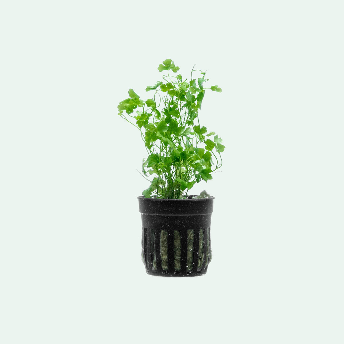 Hydrocotyle Tripartita (Japan) Clover Aquatic Plant | Glass Aqua