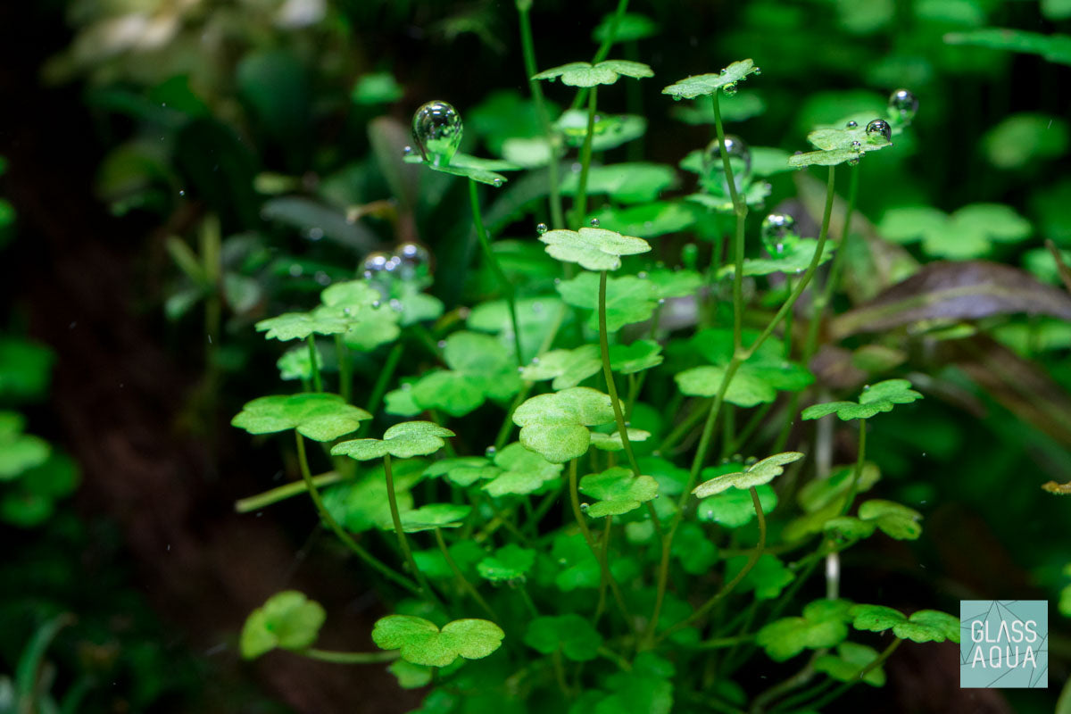 Hydrocotyle Tripartita Clover Aquatic Plant for Planted Aquarium Tank