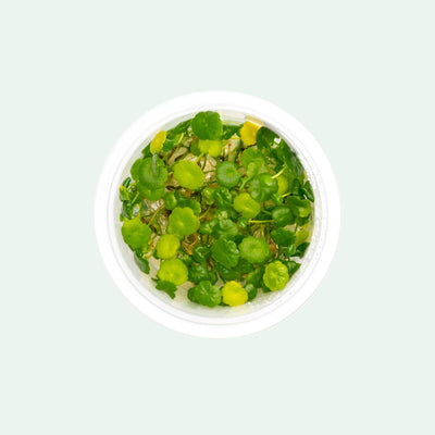 Hydrocotyle Verticillata - Glass Aqua