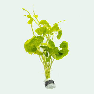 Shop Hydrocotyle Leucocephala Aquatic Plants - Glass Aqua