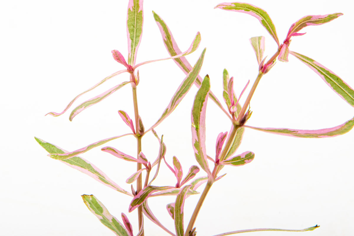 Hygrophila Lancea Chai Rare Aquatic Aquarium Plant
