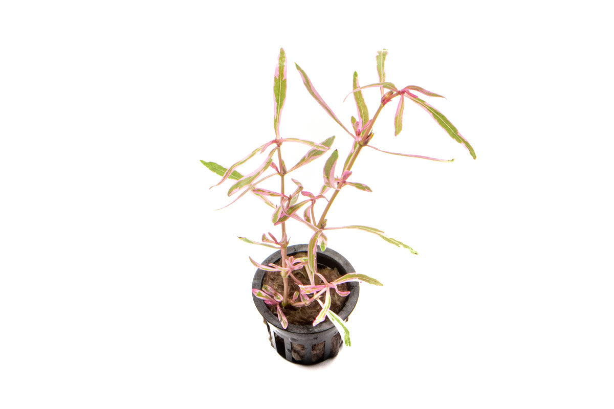 Hygrophila Lancea Chai Rare Aquatic Aquarium Plant