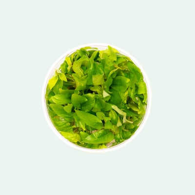 Hygrophila Corymbosa Compacta Tissue Culture Aquatic Plant