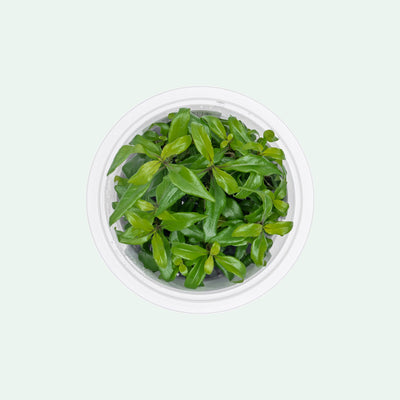Hygrophila Siamensis Tissue Culture | Shop Aquatic Plants - Glass Aqua