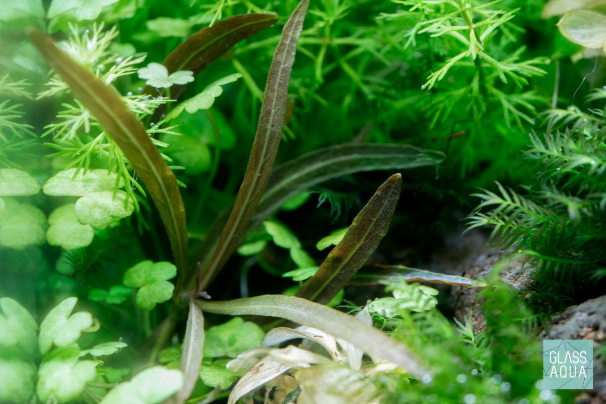 Shop Hygrophila Lancea Araguaia Aquatic Plants - Glass Aqua