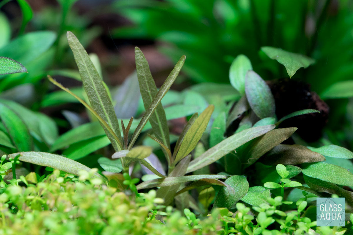 Shop Hygrophila Lancea Araguaia Aquatic Plants - Glass Aqua