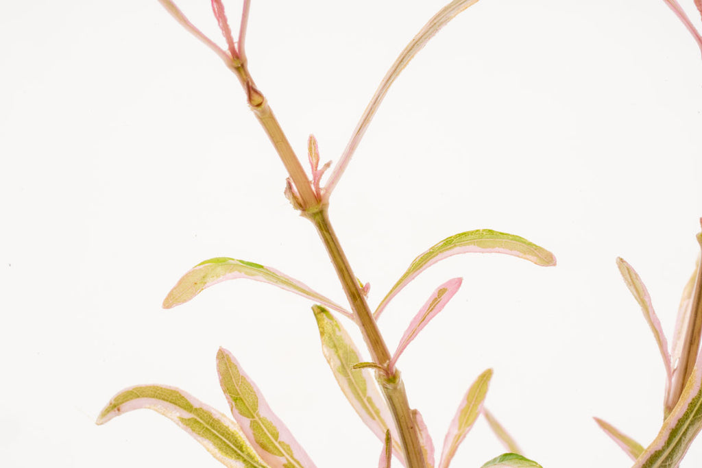 Hygrophila Lancea Chai Rare Aquatic Aquarium Plant